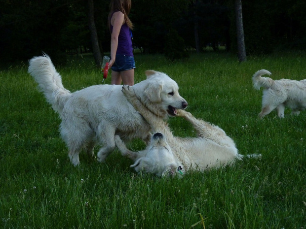 Brutus i Duffel, Park Bródnowski, 2011