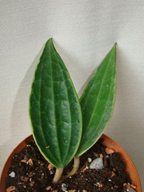 H. macrophylla variegata