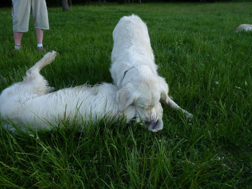 Brutus i Duffel, Park Bródnowski, 2011