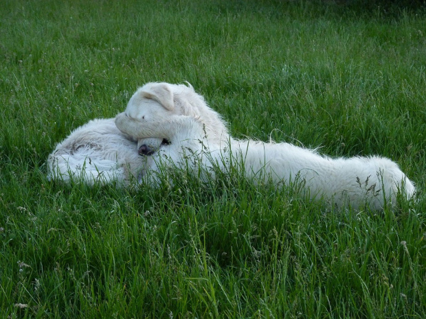 Brutus i Duffel, Park Bródnowski, 2011