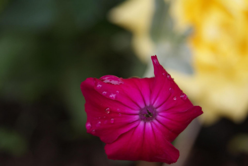 Czerwcowy deszczyk #deszcz #kwiaty #róże
