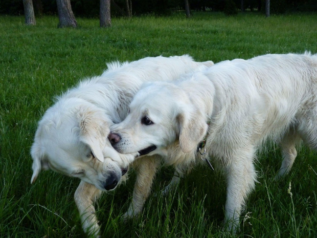 Brutus i Duffel, Park Bródnowski, 2011