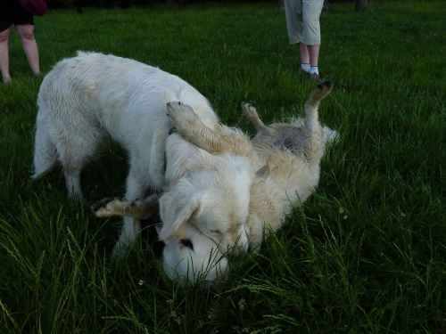 Brutus i Duffel, Park Bródnowski, 2011