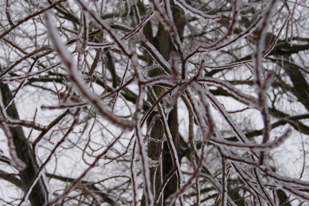 Roślinność pokryta lodem #OblodzoneRośliny #PrzyrodaZimą #rośliny #SrogaZima #zima