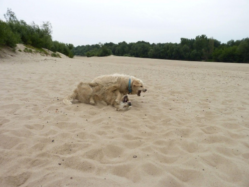 Brutus i Duffel, Wisła, czerwiec 2011