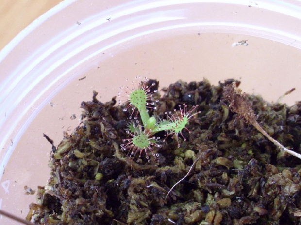 #Drosera #rosiczki