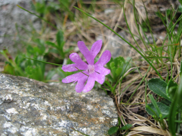 pierwiosnka maleńka