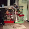 #KlatkaSzczury