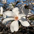 Anielsko pachnące gwiazdy,czyli magnolia gwiazdzista-biala