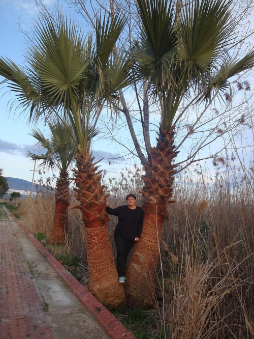 Pamukkale - Palmy koło hotelu #Turcja #Antalya #Manavgat #Perge #Pamukkale #Hierapolis