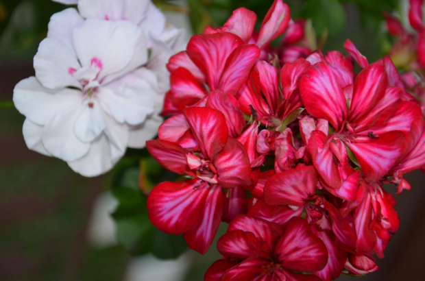 Pelargonia...