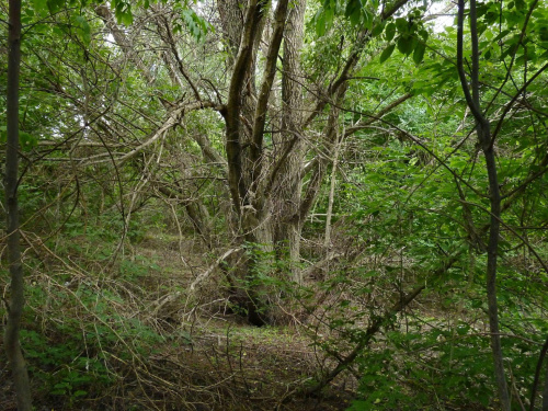 Wisła, czerwiec 2011