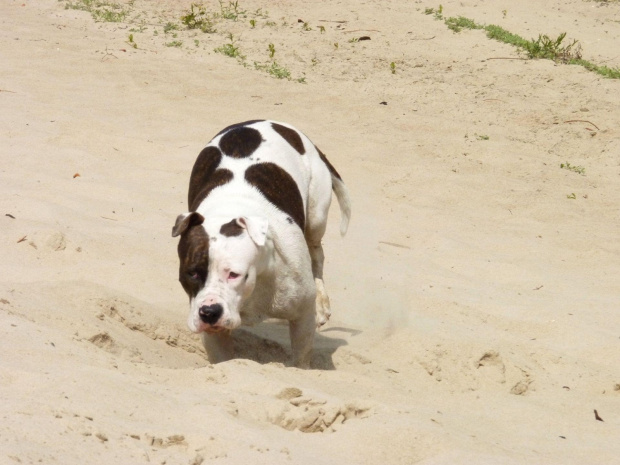 Lola, Wisła, czerwiec 2011