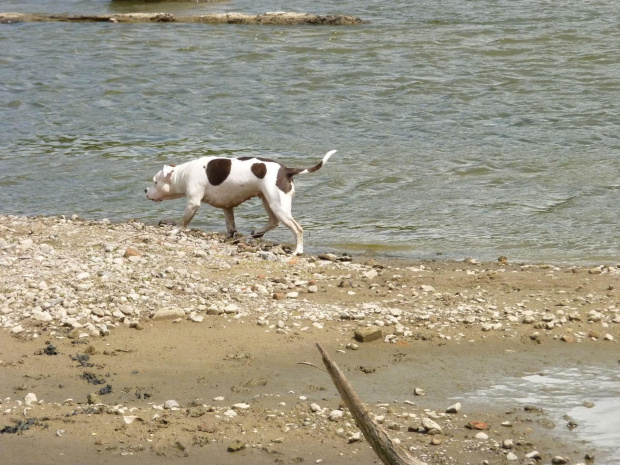 Lola, Wisła, czerwiec 2011