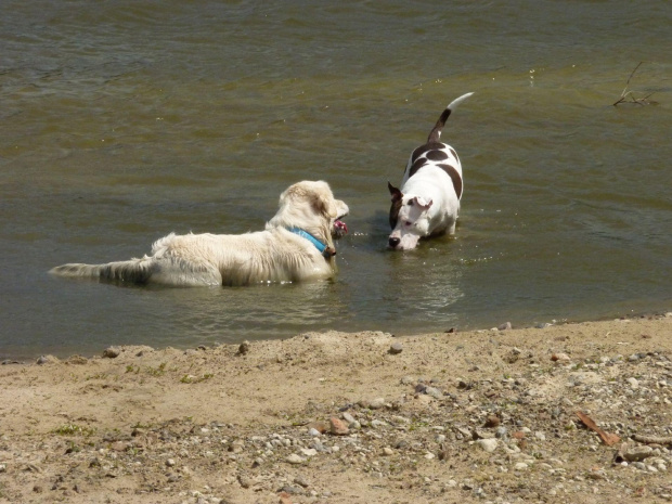 Brutus i Lola, Wisła, czerwiec 2011