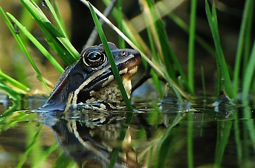 #żaba #woda #trawa #canon #powershot #SX1IS