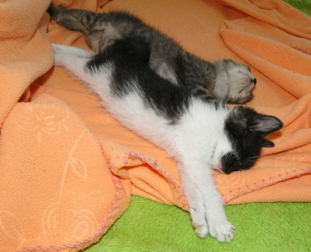 Koty do adopcji #AdopcjeZwierząt #DoAdopcji #dogo #kicie #kot #koty #miau #zwierzęta