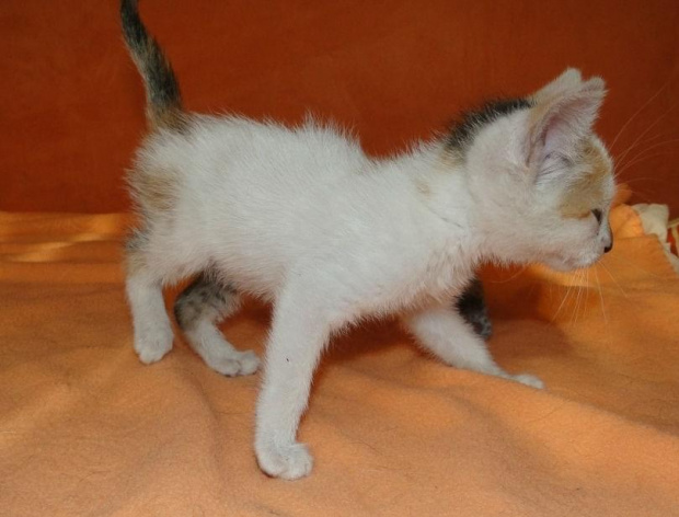 Koty do adopcji #AdopcjeZwierząt #DoAdopcji #dogo #kicie #kot #koty #miau #zwierzęta