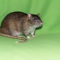 szczury #rat #rats #szczur #szczury