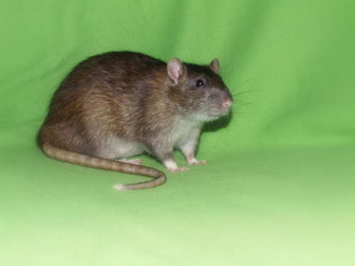 szczury #rat #rats #szczur #szczury