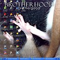 #brotherhood #rats #szczur #szczurki