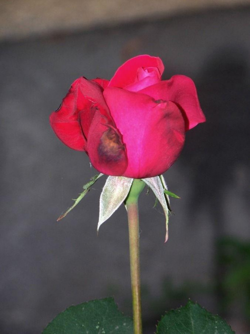 moja ogrodkowa. #RóżaKwiat