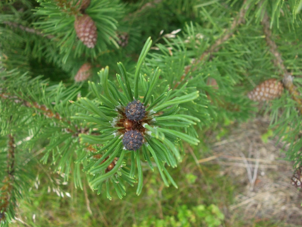 Gatunek pod ochroną.Kosodrzewina (sosna górska, kosówka właściwa) (Pinus mugo Turra) gatunek drzewa (lub krzewu) iglastego z rodzaju sosna (Pinus) należący do rodziny sosnowatych (Pinaceae). Występuje na terenach pasm górskich Europy Środkowej i Połudn...