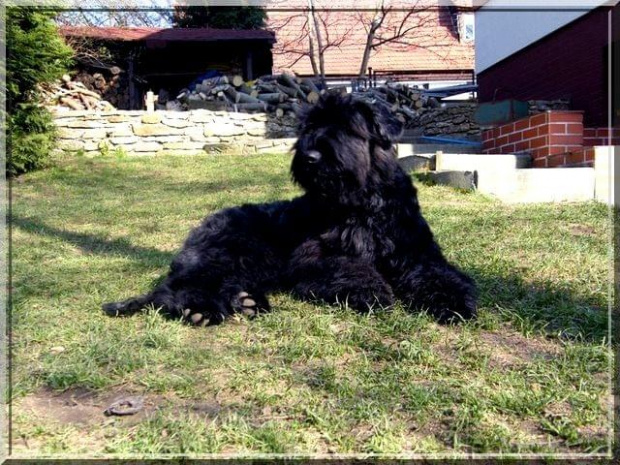 Bouvier des Flandres Breldream #BouvierDesFlandres #breldream #LooserBreldream #LadybirdBreldream #LavinaBreldream