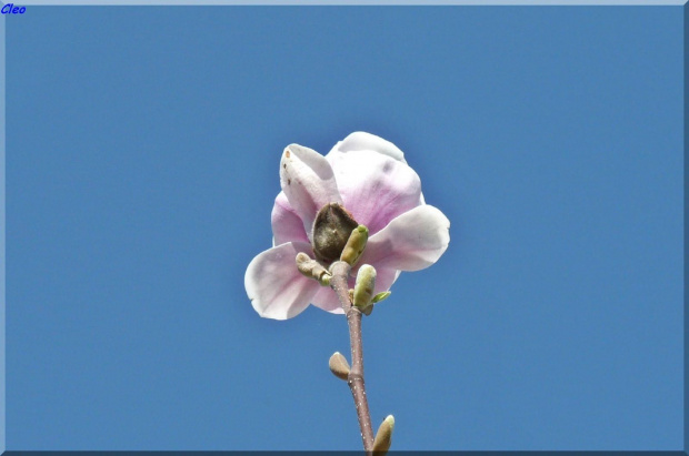 Oczarowana wiosna...:)