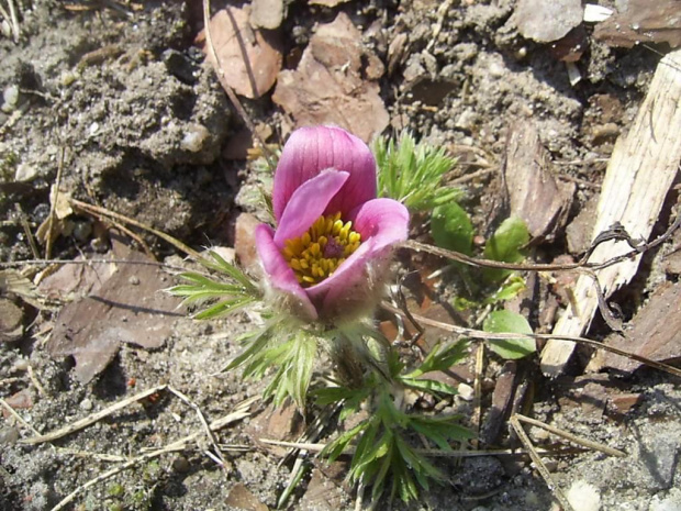 zakwitla malenka dwuletnia sasanka od Radosi 12.04.09