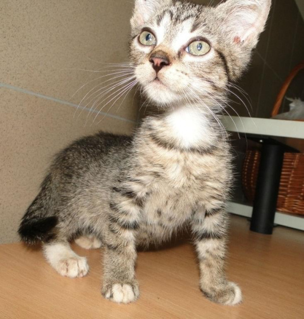 Koty do adopcji #AdopcjeZwierząt #DoAdopcji #dogo #kicie #kot #koty #miau #zwierzęta