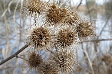 pzk #pzk #poznan #krakow #siedziba #forum #polski #szary #oset #suchy