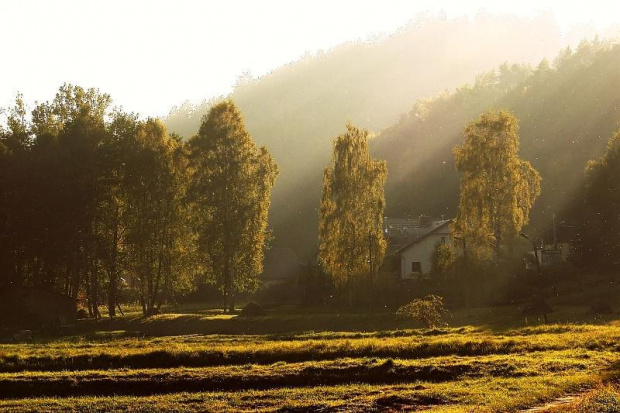 słońce nad lasem