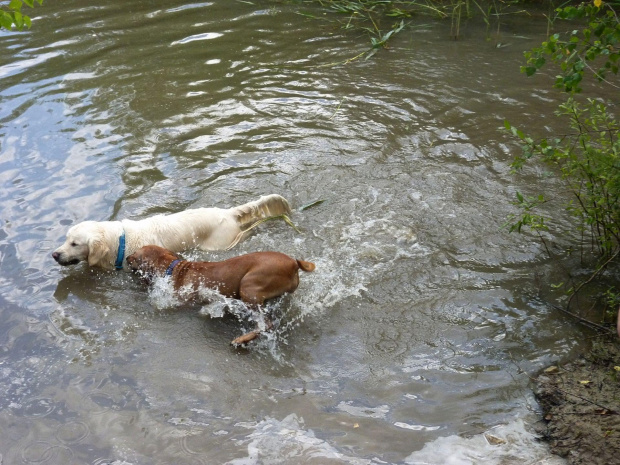 Brutus i Zoja, Choszczówka, lipiec 2011