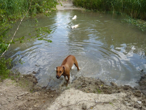 Zoja, Brutus i Duffel, Choszczówka, lipiec 2011