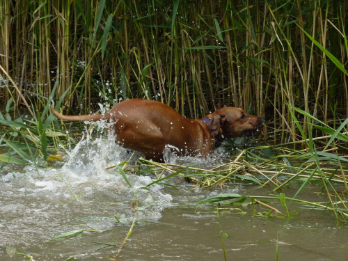 Zoja, Choszczówka, lipiec 2011