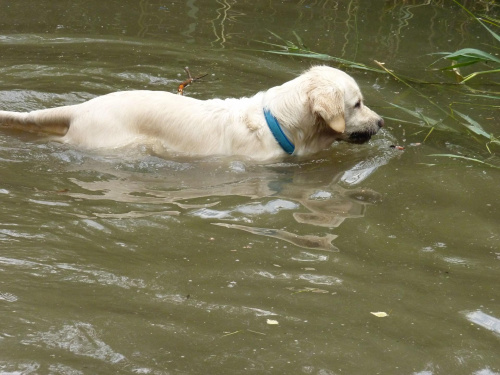 Brutus, Choszczówka, lipiec 2011