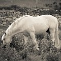 Horse #Barna #Cobh #Connemara #Cork #Dublin #Galway #Ireland #Irlandia #Podróże #Spidal